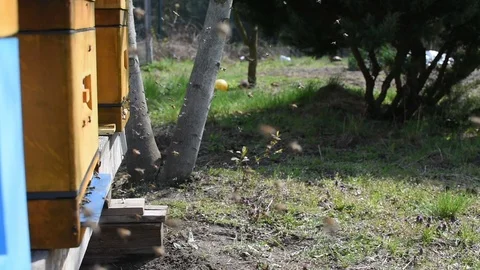 Bees and beehive. Stock Footage 106335173