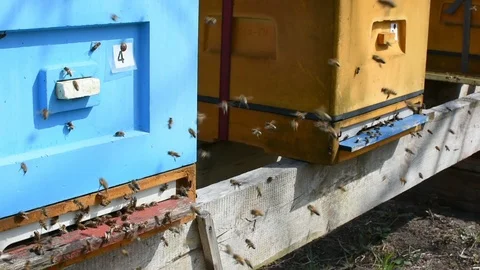 Bees and beehive. Stock Footage 106335196