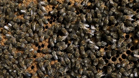 Bees and beehive Stock Footage 115181482