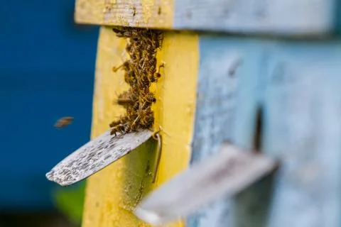 Bees and beehive Stock Photos