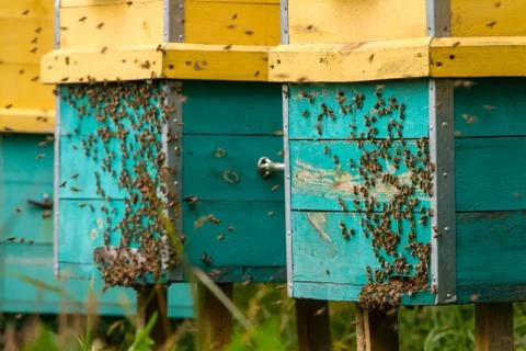 Bees and beehive Stock Photos