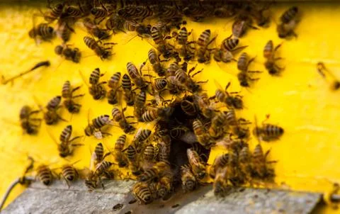 Bees and beehive Stock Photos
