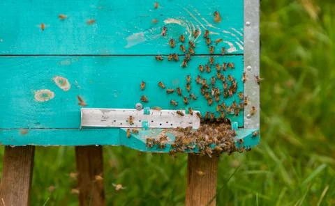 Bees and beehive Stock Photos