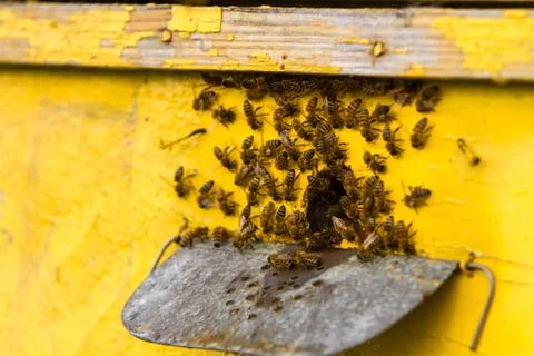 Bees and beehive Stock Photos