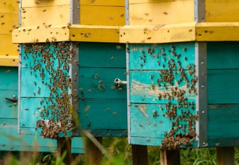 Bees and beehive Stock Photos