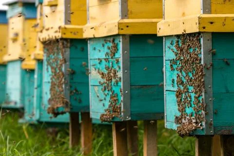 Bees and beehive Stock Photos