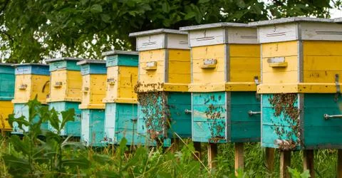 Bees and beehive Stock Photos