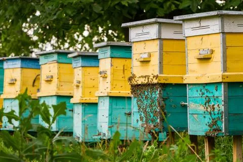 Bees and beehive Stock Photos