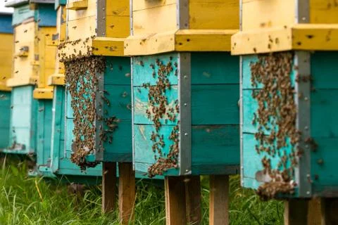Bees and beehive Stock Photos