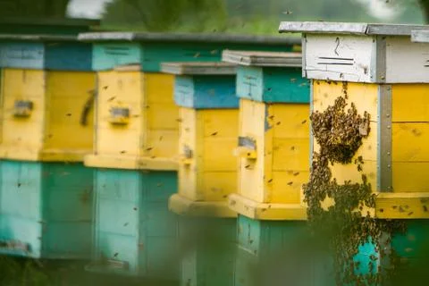Bees and beehive Stock Photos