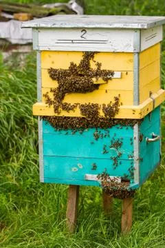 Bees and beehive Stock Photos