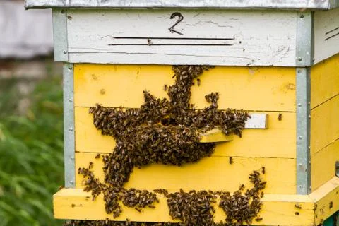 Bees and beehive Stock Photos