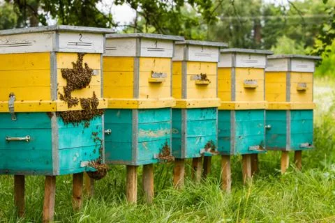 Bees and beehive Stock Photos