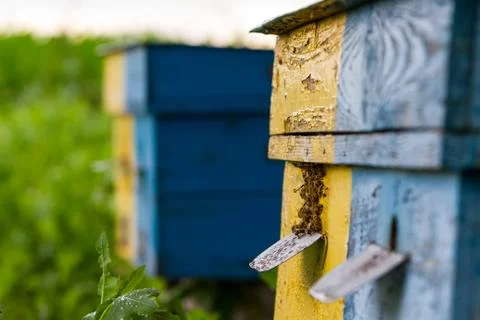 Bees and beehive Stock Photos