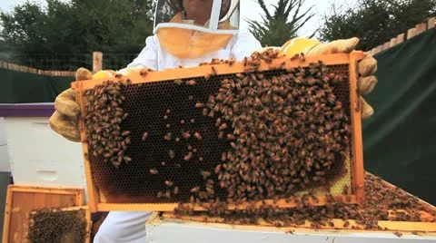 Bees and Beekeeper Stock-Footage 10595897