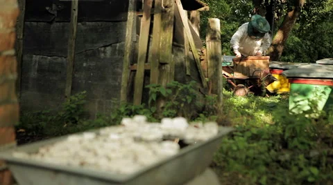 Bees and Beekeeper Stock Footage 46533705