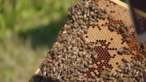 Bees and a beekeeper hand Stock Footage 270996425