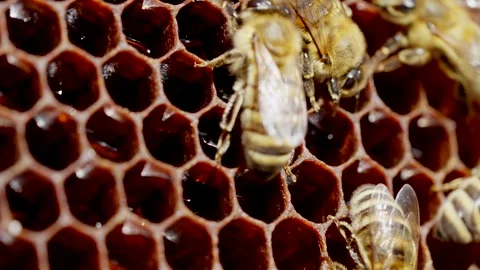 Bees and beekeeping Stock Footage 261044891