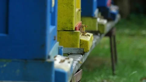 Bees and Behives 스톡 동영상 162328458