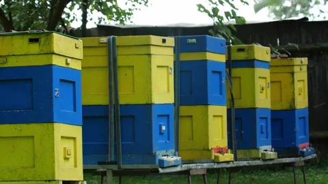 Bees and Behives Stock Footage 162328497