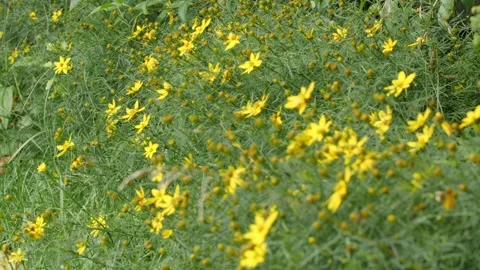 Bees and Behives Stock Footage 162328571