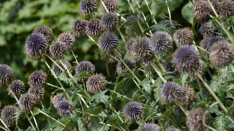 Bees and Behives Stock Footage 162328711