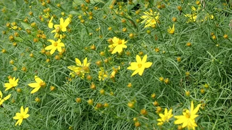 Bees and Behives Stock Footage 162328790