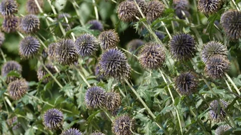 Bees and Behives Stock Footage 162328846