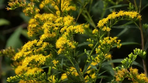 Bees and Behives Stock Footage 162328874