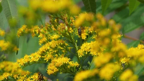 Bees and Behives Stock Footage 162328901