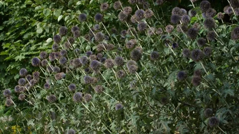 Bees and Behives Stock Footage 162328919