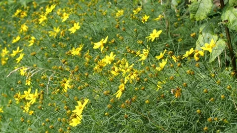 Bees and Behives Stock Footage 162328921