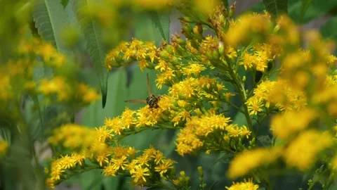 Bees and Behives Stock Footage 162328929