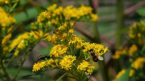 Bees and Behives Stock Footage 162329006