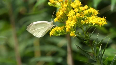 Bees and Behives Stock Footage 162329027