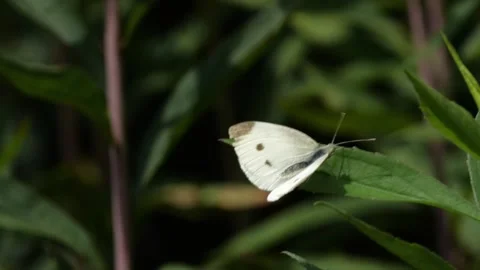 Bees and Behives Stock Footage 162329065