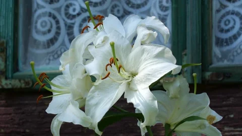 Bees and Behives Stock Footage 162329103