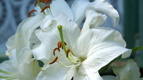 Bees and Behives Stock Footage 162329107