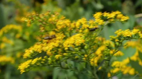 Bees and Behives Stock Footage 162329176