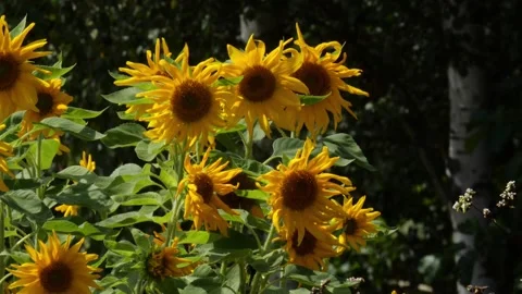 Bees and Behives Stock Footage 162329200