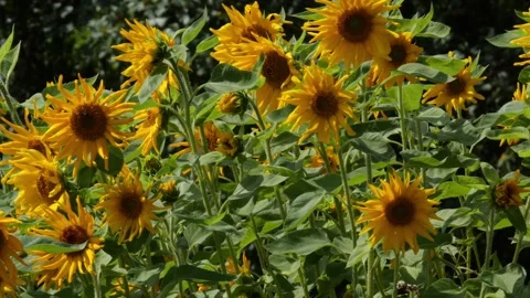 Bees and Behives Stock Footage 162329230