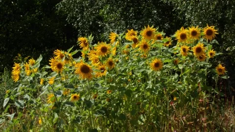 Bees and Behives Stock Footage 162329241