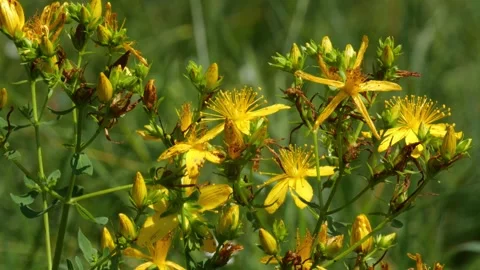 Bees and Behives Stock Footage 162329327