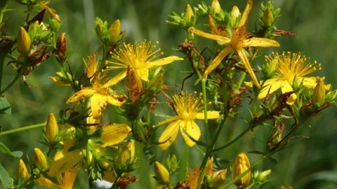 Bees and Behives Stock Footage 162329370