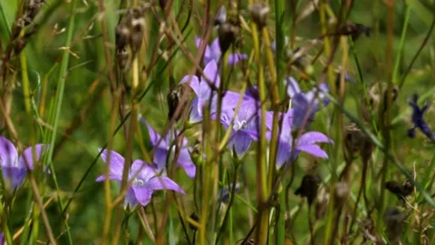Bees and Behives Stock Footage 162329375