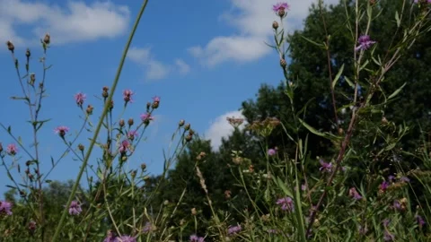 Bees and Behives Stock Footage 162329438