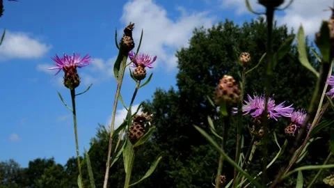 Bees and Behives Stock Footage 162329501