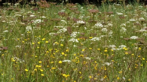 Bees and Behives Stock Footage 162329505