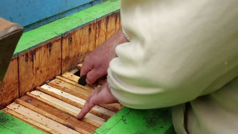 Bees and Behives Stock Footage 162329815