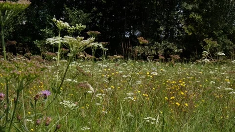 Bees and Behives 스톡 동영상 162329827